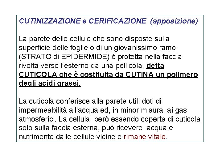 CUTINIZZAZIONE e CERIFICAZIONE (apposizione) La parete delle cellule che sono disposte sulla superficie delle