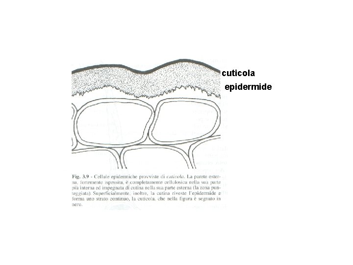 cuticola epidermide 