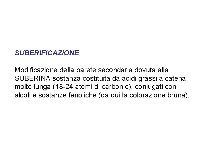 SUBERIFICAZIONE Modificazione della parete secondaria dovuta alla SUBERINA sostanza costituita da acidi grassi a