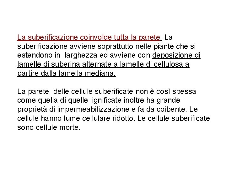 La suberificazione coinvolge tutta la parete. La suberificazione avviene soprattutto nelle piante che si