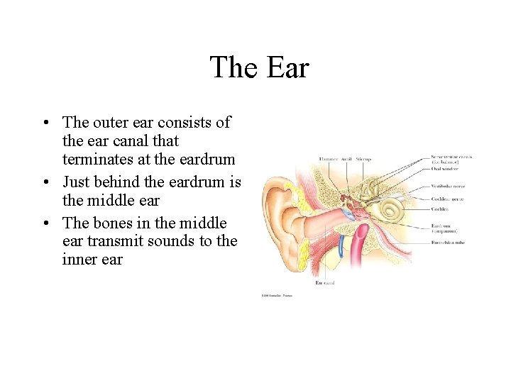 The Ear • The outer ear consists of the ear canal that terminates The Ear • The outer ear consists of the ear canal that terminates