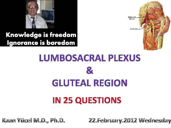 LUMBOSACRAL PLEXUS & GLUTEAL REGION IN 25 QUESTIONS Kaan Yücel M. D. , Ph.