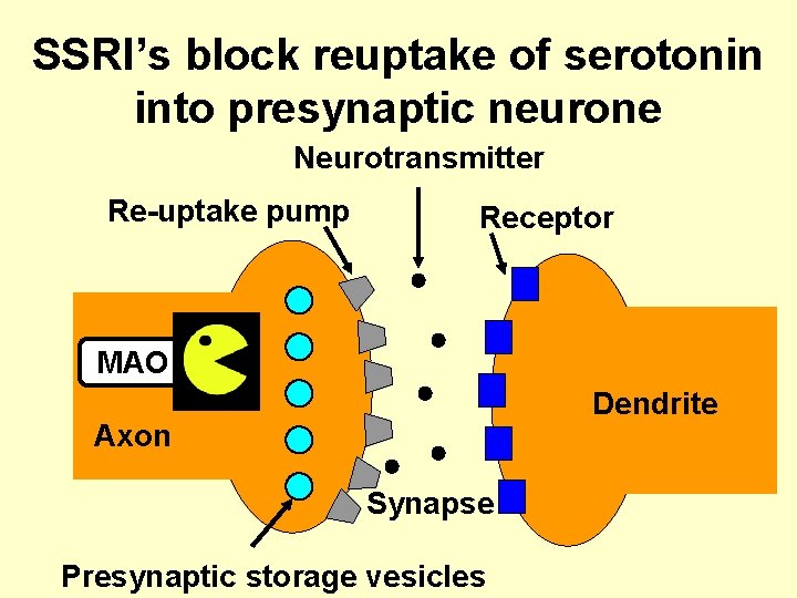 SSRI’s block reuptake of serotonin into presynaptic neurone Neurotransmitter Re-uptake pump Receptor MAO Dendrite
