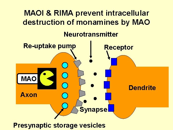 MAOI & RIMA prevent intracellular destruction of monamines by MAO Neurotransmitter Re-uptake pump Receptor