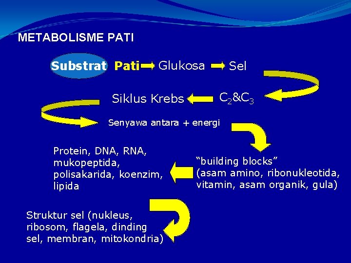 METABOLISME PATI Substrat Pati Glukosa Siklus Krebs Sel C 2&C 3 Senyawa antara +