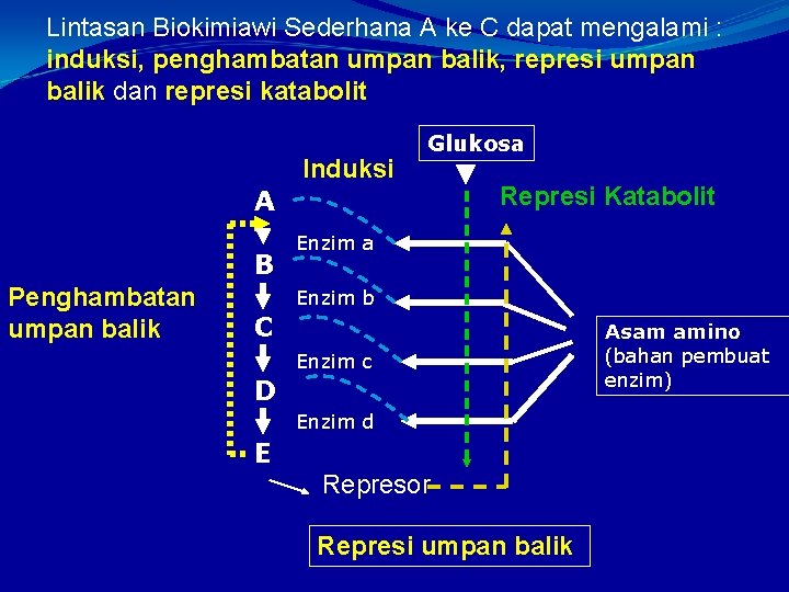 Lintasan Biokimiawi Sederhana A ke C dapat mengalami : induksi, penghambatan umpan balik, represi