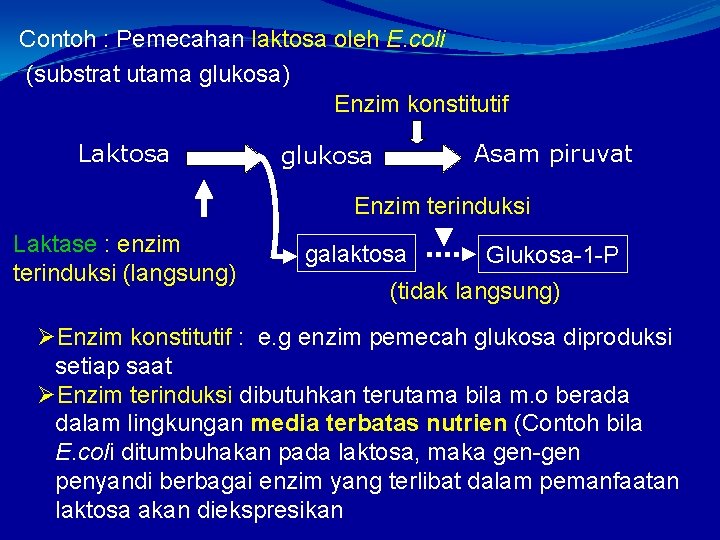 Contoh : Pemecahan laktosa oleh E. coli (substrat utama glukosa) Enzim konstitutif Laktosa Asam