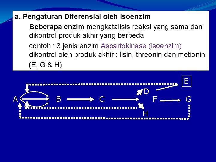 a. Pengaturan Diferensial oleh Isoenzim Beberapa enzim mengkatalisis reaksi yang sama dan dikontrol produk
