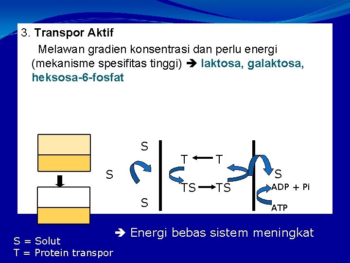 3. Transpor Aktif Melawan gradien konsentrasi dan perlu energi (mekanisme spesifitas tinggi) laktosa, galaktosa,