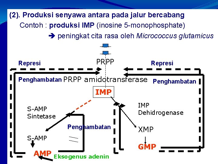 (2). Produksi senyawa antara pada jalur bercabang Contoh : produksi IMP (inosine 5 -monophosphate)
