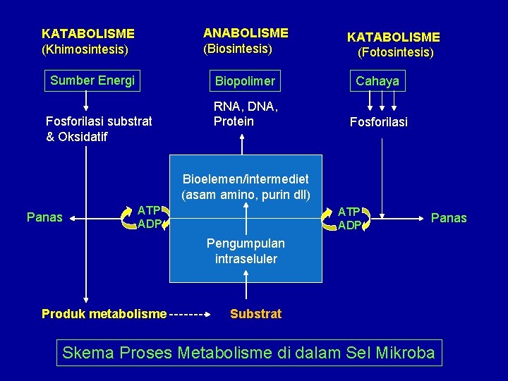 ANABOLISME (Biosintesis) KATABOLISME (Khimosintesis) Sumber Energi Fosforilasi substrat & Oksidatif KATABOLISME (Fotosintesis) Biopolimer Cahaya