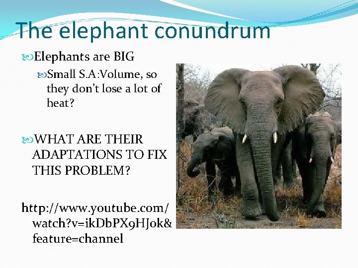 The elephant conundrum Elephants are BIG Small S. A: Volume, so they don’t lose