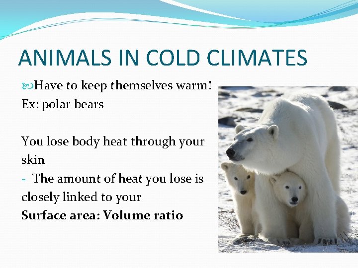 ANIMALS IN COLD CLIMATES Have to keep themselves warm! Ex: polar bears You lose