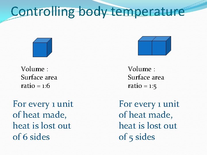 Controlling body temperature Volume : Surface area ratio = 1: 6 For every 1