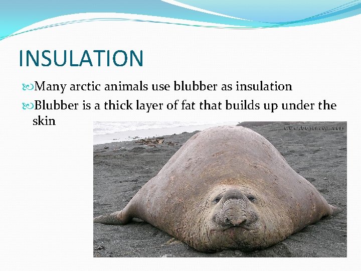 INSULATION Many arctic animals use blubber as insulation Blubber is a thick layer of