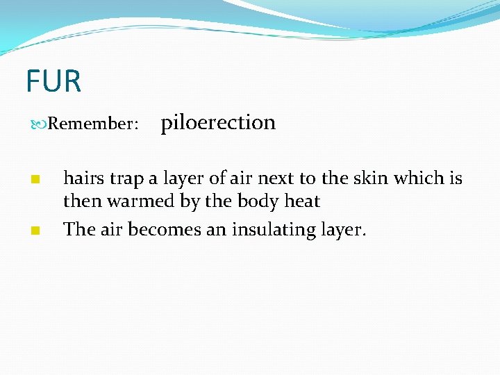 FUR Remember: n n piloerection hairs trap a layer of air next to the