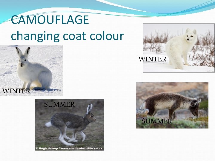 CAMOUFLAGE changing coat colour WINTER SUMMER 