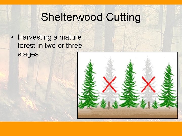Shelterwood Cutting • Harvesting a mature forest in two or three stages 
