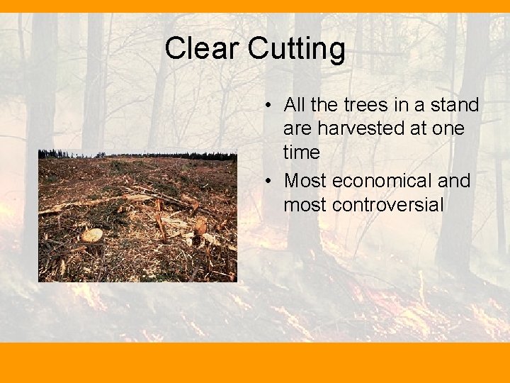 Clear Cutting • All the trees in a stand are harvested at one time