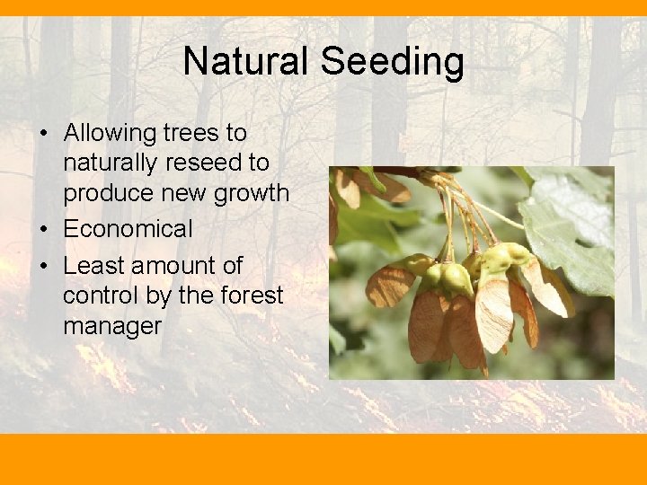 Natural Seeding • Allowing trees to naturally reseed to produce new growth • Economical