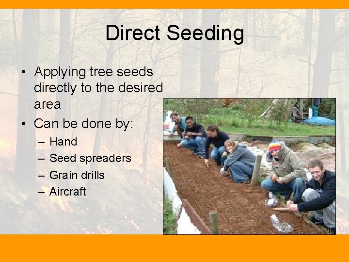 Direct Seeding • Applying tree seeds directly to the desired area • Can be