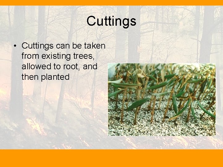 Cuttings • Cuttings can be taken from existing trees, allowed to root, and then