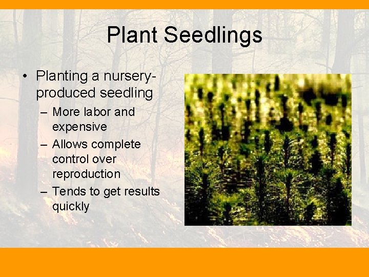 Plant Seedlings • Planting a nurseryproduced seedling – More labor and expensive – Allows