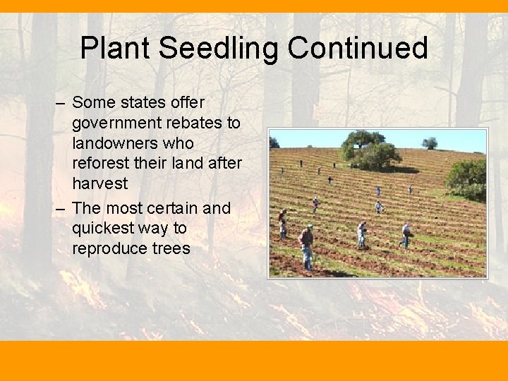 Plant Seedling Continued – Some states offer government rebates to landowners who reforest their