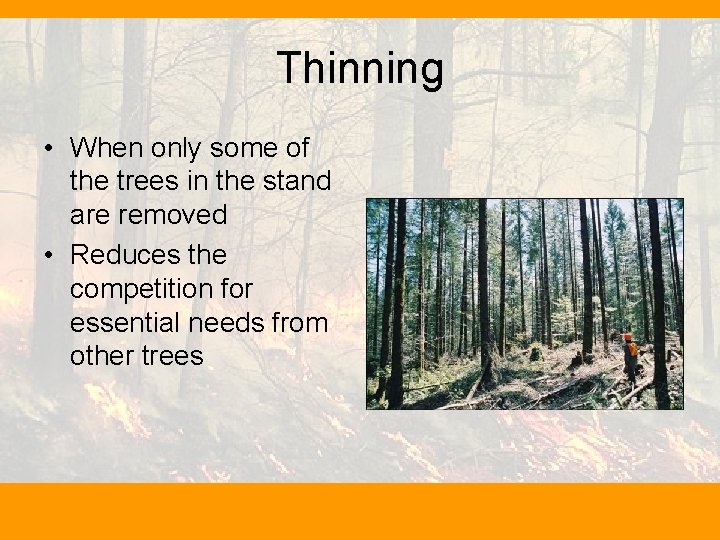 Thinning • When only some of the trees in the stand are removed •