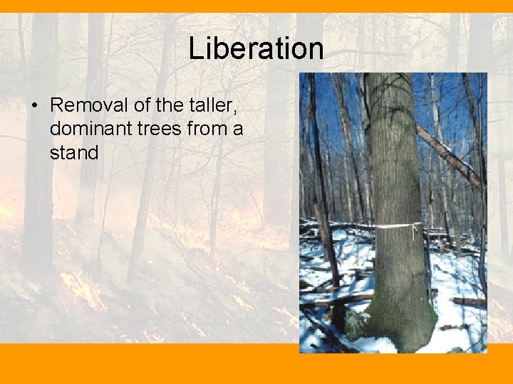 Liberation • Removal of the taller, dominant trees from a stand 