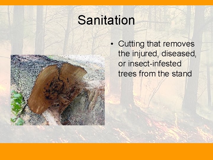 Sanitation • Cutting that removes the injured, diseased, or insect-infested trees from the stand