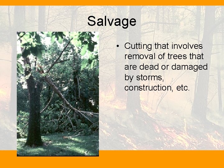 Salvage • Cutting that involves removal of trees that are dead or damaged by