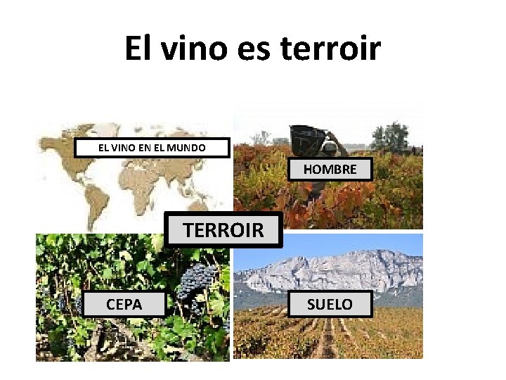 El vino es terroir EL VINO EN EL MUNDO HOMBRE TERROIR CEPA SUELO 