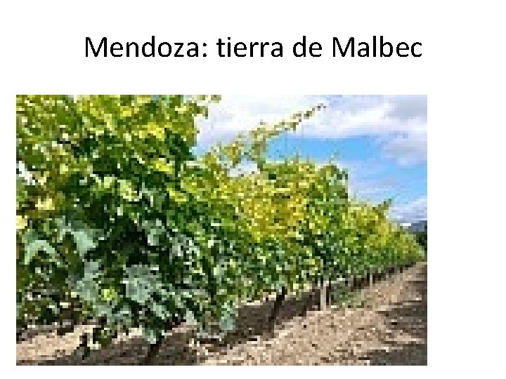 Mendoza: tierra de Malbec 