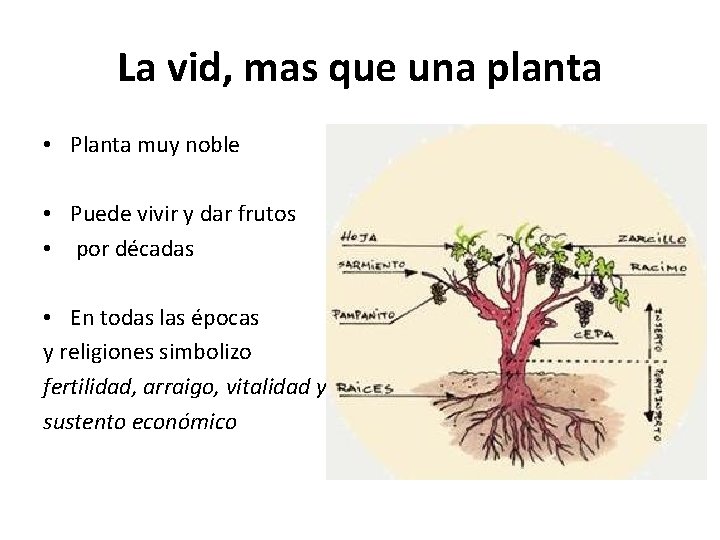 La vid, mas que una planta • Planta muy noble • Puede vivir y