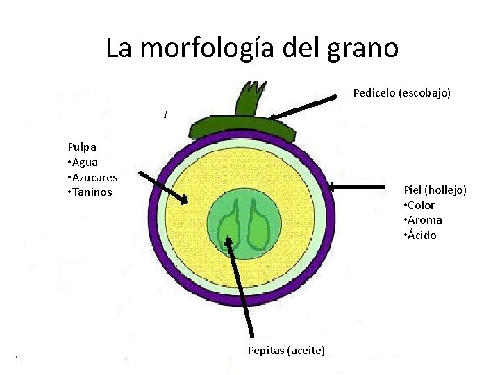 La morfología del grano Pedicelo (escobajo) Pulpa • Agua • Azucares • Taninos Piel