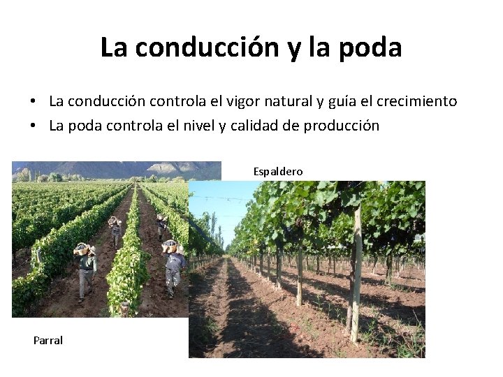 La conducción y la poda • La conducción controla el vigor natural y guía