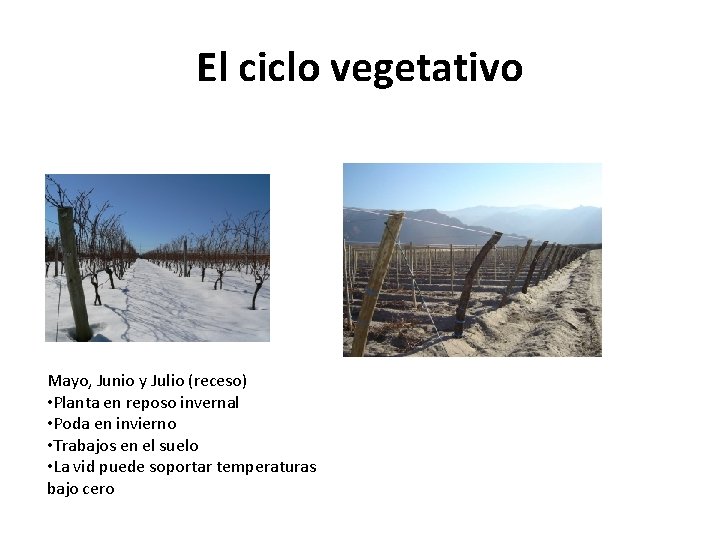 El ciclo vegetativo Mayo, Junio y Julio (receso) • Planta en reposo invernal •