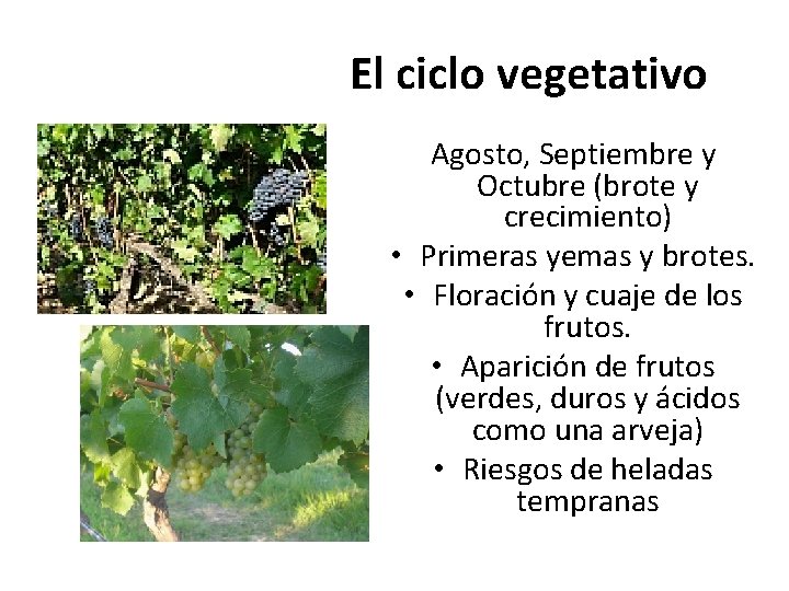 El ciclo vegetativo Agosto, Septiembre y Octubre (brote y crecimiento) • Primeras yemas y