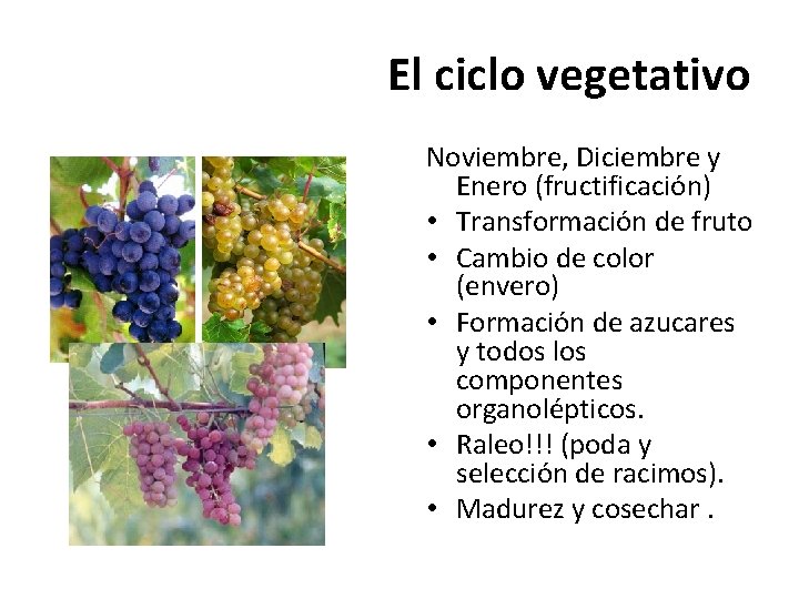 El ciclo vegetativo Noviembre, Diciembre y Enero (fructificación) • Transformación de fruto • Cambio