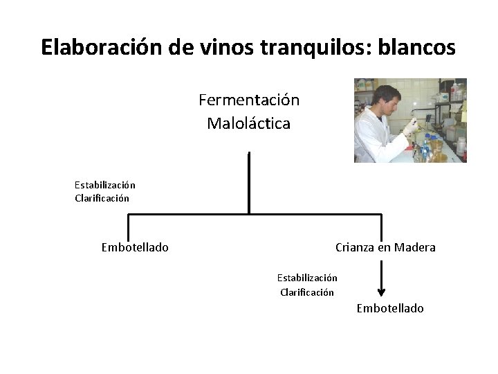 Elaboración de vinos tranquilos: blancos Fermentación Maloláctica Estabilización Clarificación Embotellado Crianza en Madera Estabilización