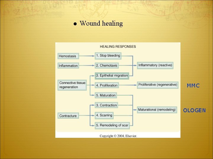 l Wound healing MMC OLOGEN 