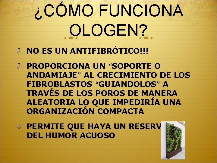 ¿CÓMO FUNCIONA OLOGEN? NO ES UN ANTIFIBRÓTICO!!! PROPORCIONA UN “SOPORTE O ANDAMIAJE” AL CRECIMIENTO