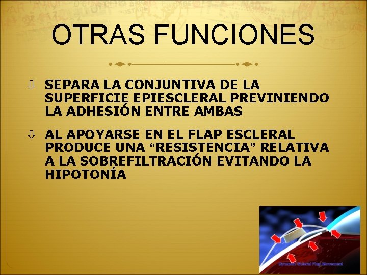 OTRAS FUNCIONES SEPARA LA CONJUNTIVA DE LA SUPERFICIE EPIESCLERAL PREVINIENDO LA ADHESIÓN ENTRE AMBAS