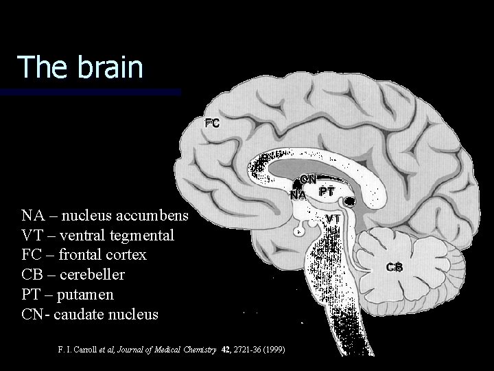 The brain NA – nucleus accumbens VT – ventral tegmental FC – frontal cortex