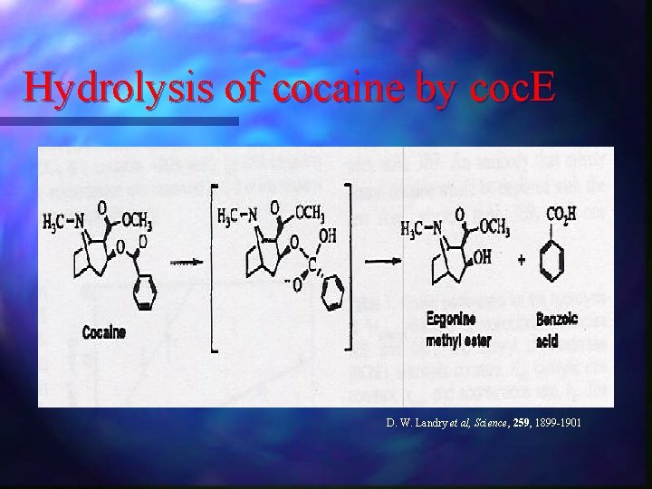 Hydrolysis of cocaine by coc. E D. W. Landry et al, Science, 259, 1899