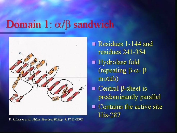 Domain 1: / sandwich Residues 1 -144 and residues 241 -354 n Hydrolase fold