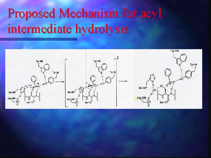 Proposed Mechanism for acyl intermediate hydrolysis 