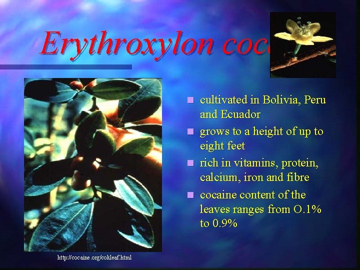 Erythroxylon coca cultivated in Bolivia, Peru and Ecuador n grows to a height of