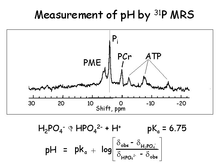 Measurement of p. H by 31 P MRS Pi PME 30 20 10 PCr